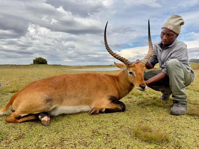 Lechwe