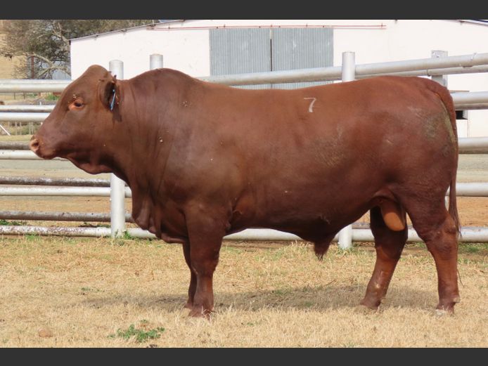 WDS 230169 | SWAERSHOEK BONSMARAS