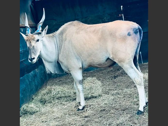 Eland Kuif Bul