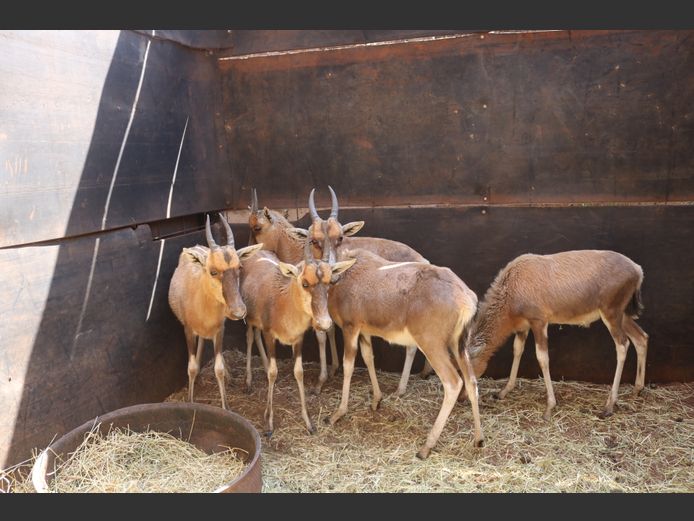 Blesbok Lammers