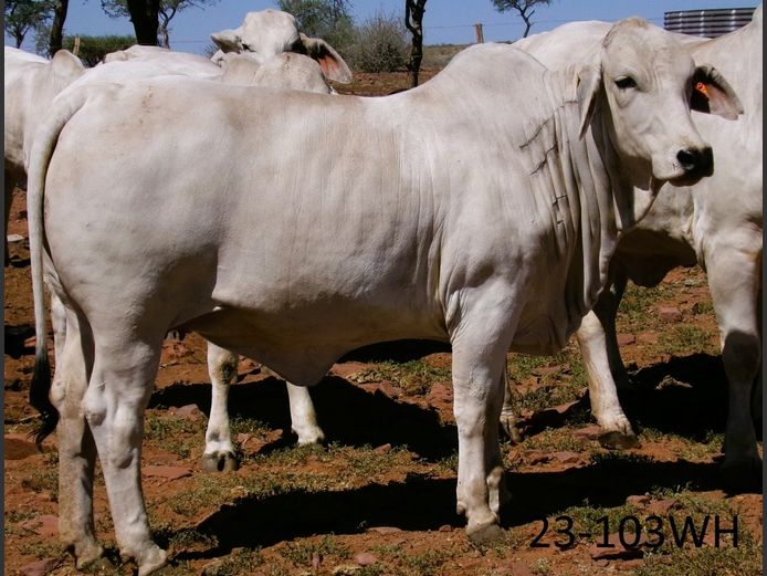 23-0103WH | SWARTRANTE BRAHMANE