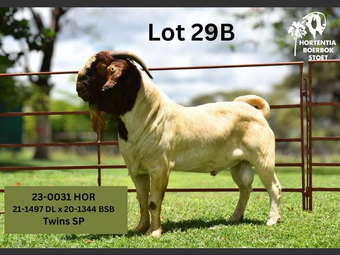 23-0031HOR | HORTENTIA BOERBOK STOET