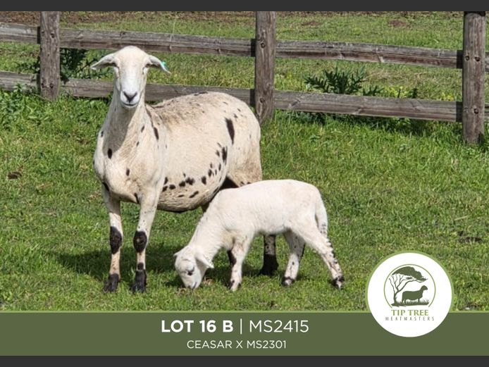 MS 24 0015 | MR S.T.R. MAINS-SHEARD