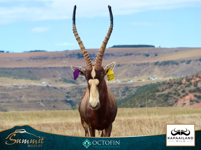 19 4/8" BLESBOK RAM "SHAKA"