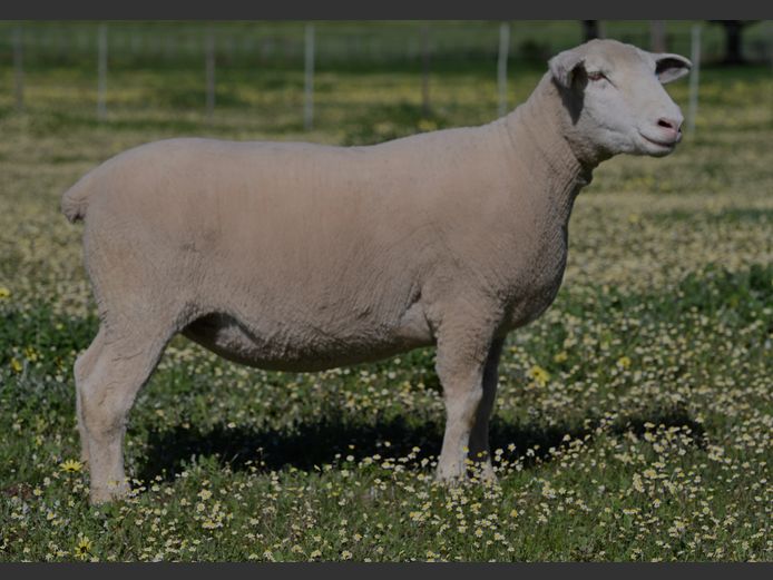 VS 240425 | VREDESIG FORBES