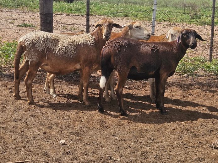 Ooie | GF Van Rooyen