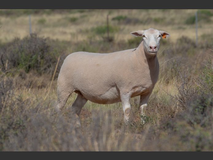 DZ 240258 | 2 STEYNS BOERDERY