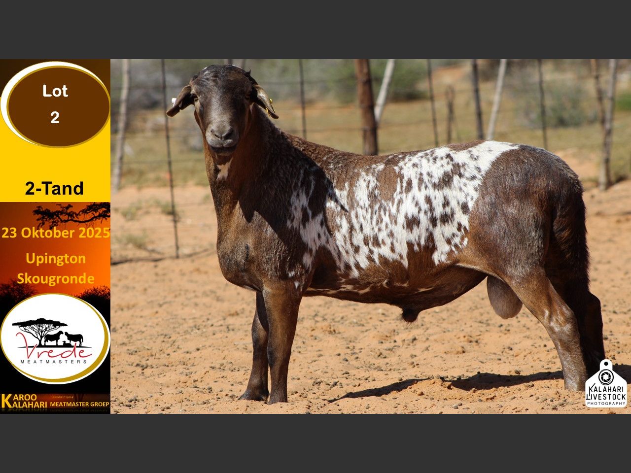 Lot 2 | KALAHARI KAROO MEATMASTER GROEP 38STE VEILING | SwiftVEE ...