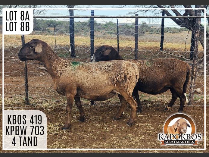 KPBW703 | Kapokbos Meatmasters