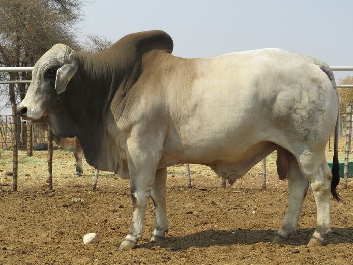 21-0583JLB | JLB BRAHMAN