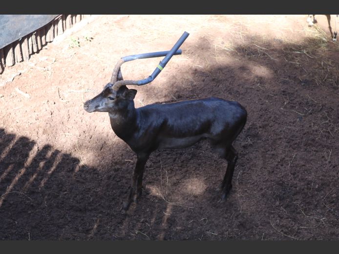 SWART ROOIBOK RAM