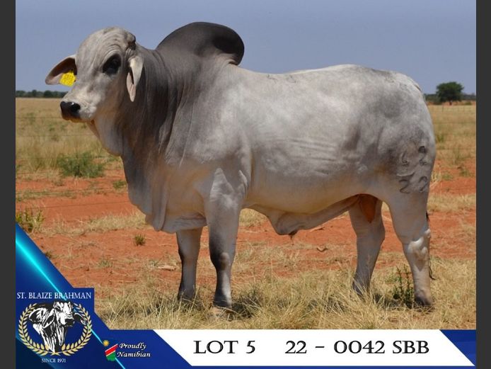 22-0042SBB | ST. BLAIZE BRAHMAN STOET