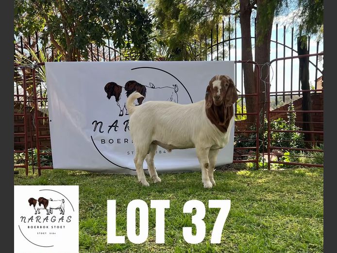 2184250015 | NARAGAS BOERBOKSTOET