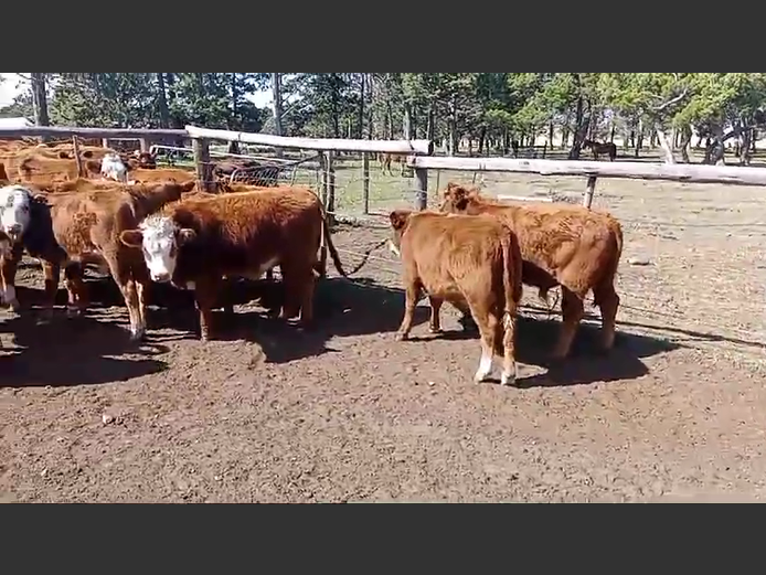 Weaners | Van Heer Boerdery (Dordrecht)