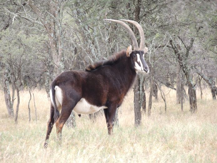 SABLE BUL