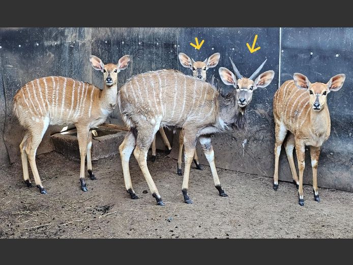 NYALA | LIMPOPO GAME