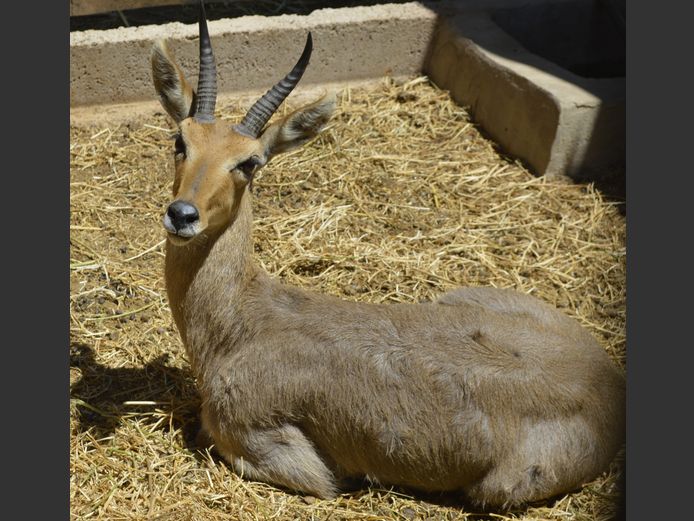 Ribbok | Buffelspoort