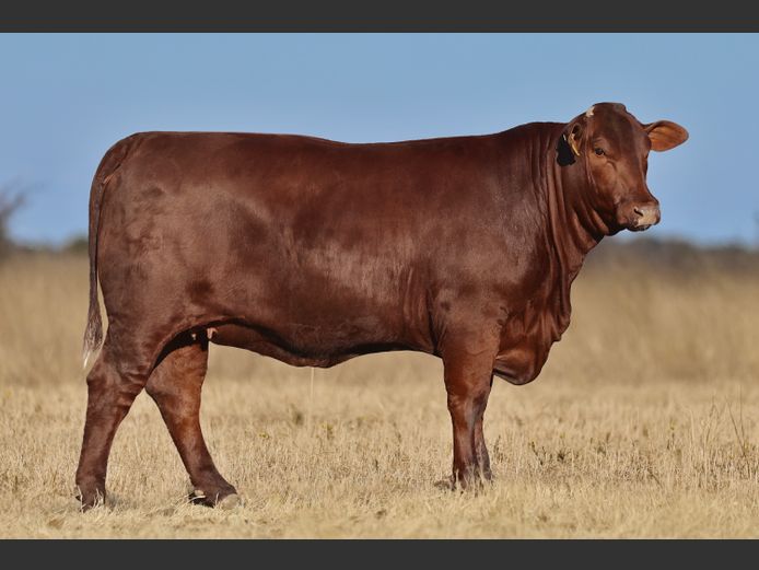 VV  230260 | T. DE JAGER