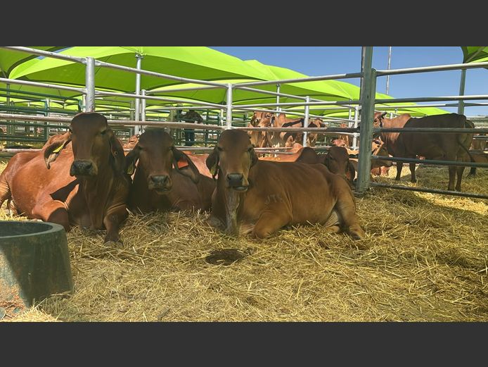 COMMERCIAL COWS | TJIRI RED BRAHMAN 