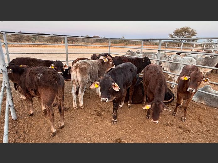 AGRA OTJIWARONGO WEANER AUCTION