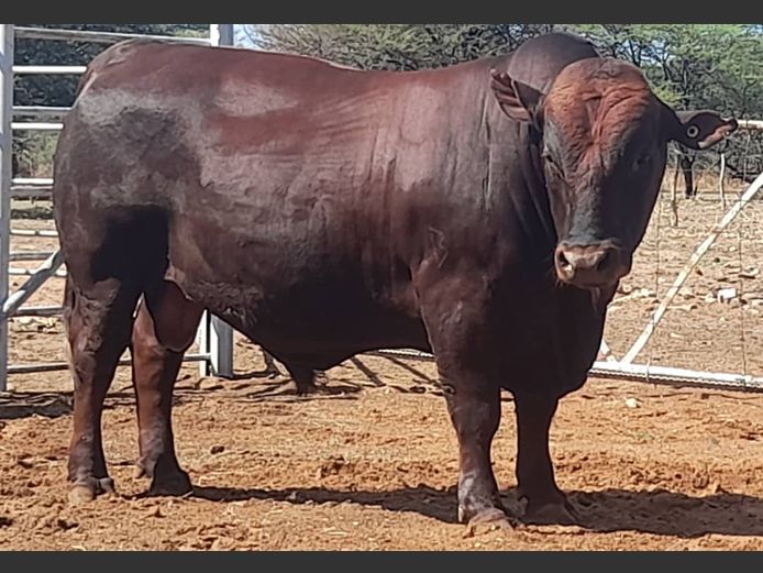 WAGB22-0074 | WAGNER BONSMARAS
