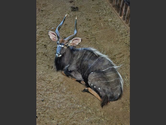 NYALA | BIRKEN VERVOER