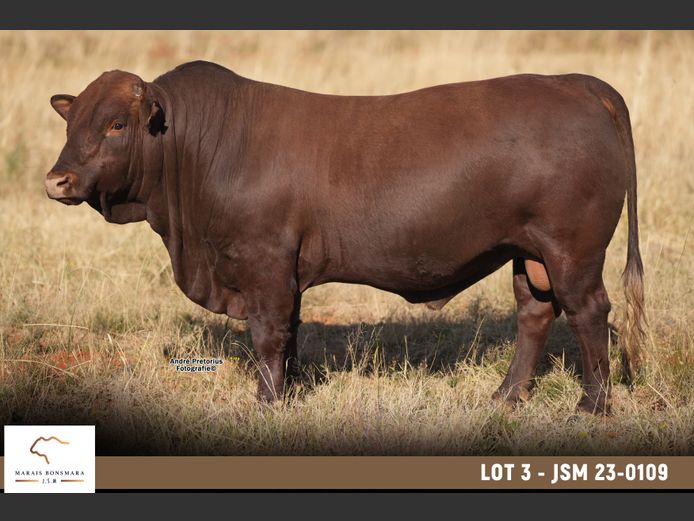 JSM 230109 | MARAIS BONSMARAS