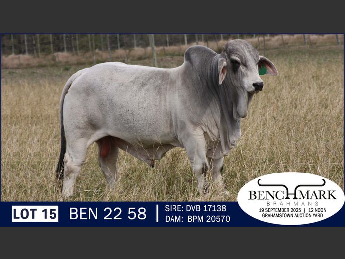BEN2258 | NO 8 CATTLE COMPANY
