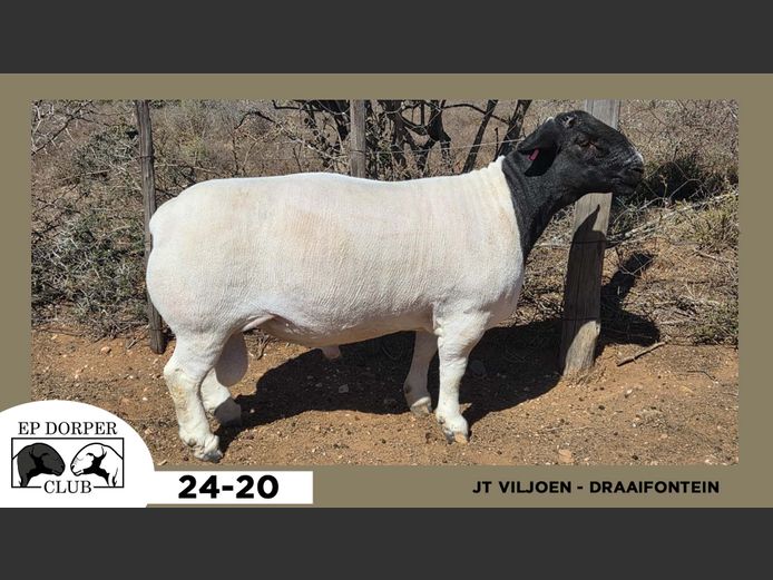 24-20  |  JT VILJOEN - DRAAIFONTEIN