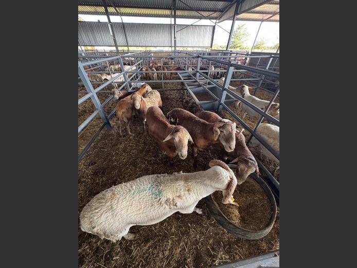 MEATMASTER | LOUMA BOERDERY