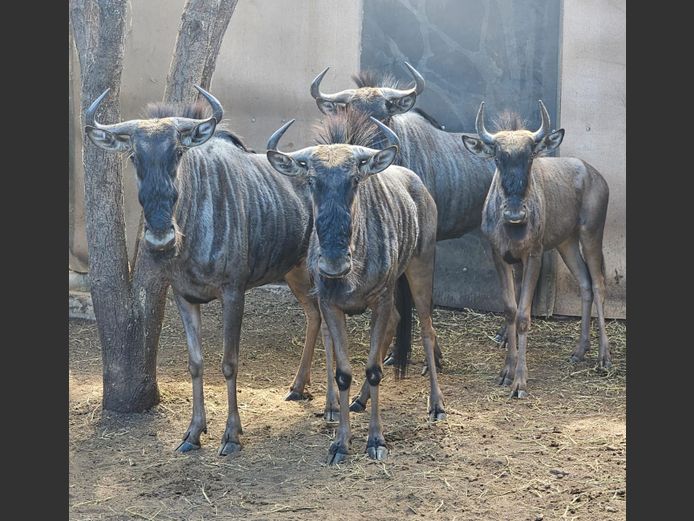 BLUE WILDEBEEST | ZEEKOEVALLEY