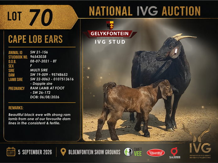 SW21-156 | GELYKFONTEIN STUD