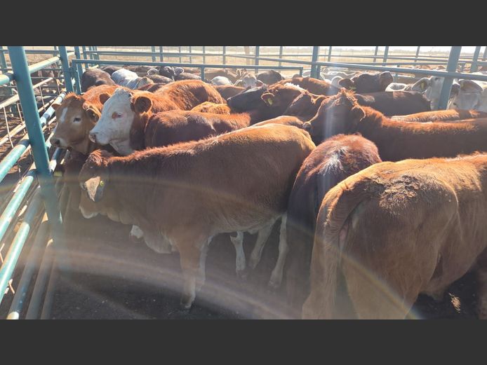 AGRA GOBABIS WEANER AUCTION