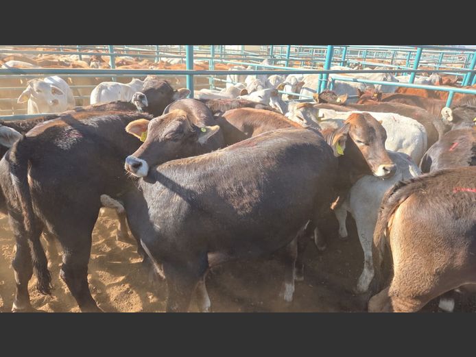AGRA GOBABIS WEANER AUCTION