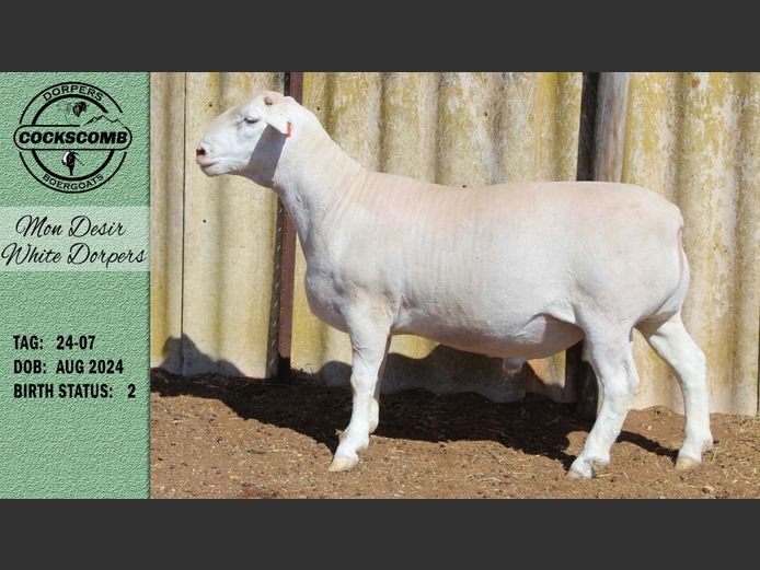 24-07 | Mon Desir White Dorpers