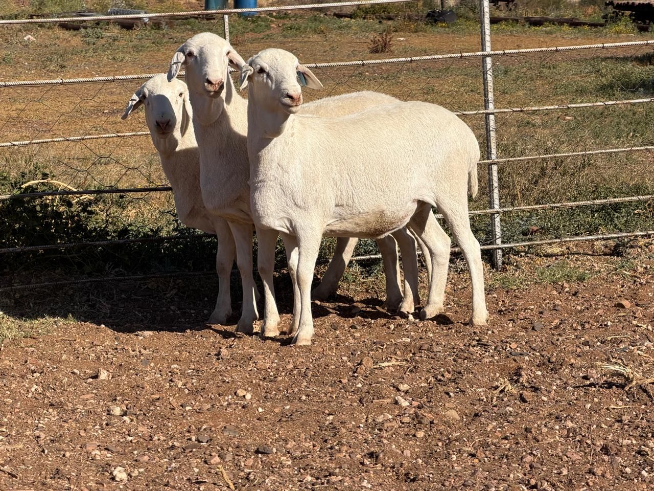 images