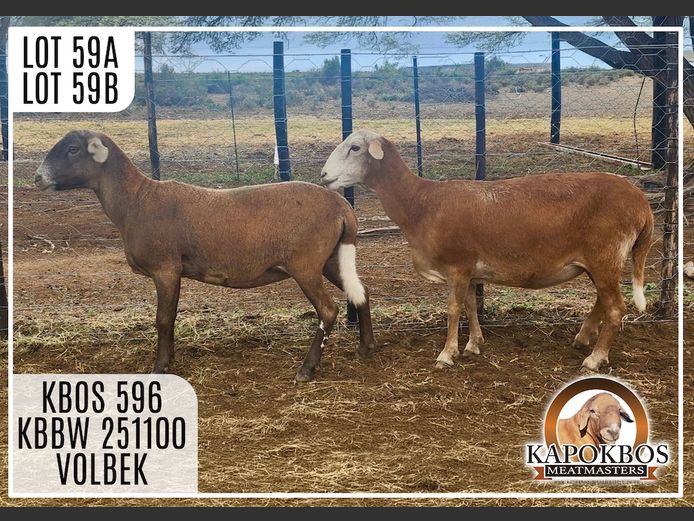 KPBW251100 | Kapokbos Meatmasters