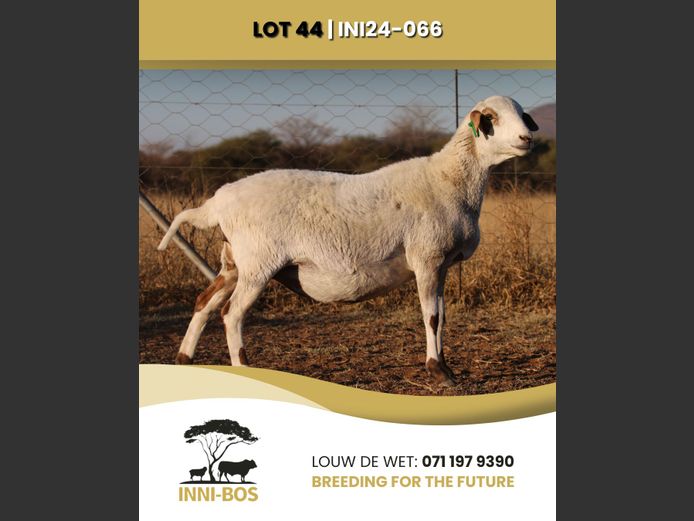 INI 24-066 | INI-BOS BOSVELDER