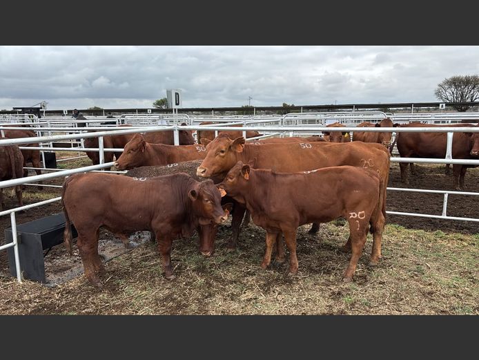 Commercial Animals