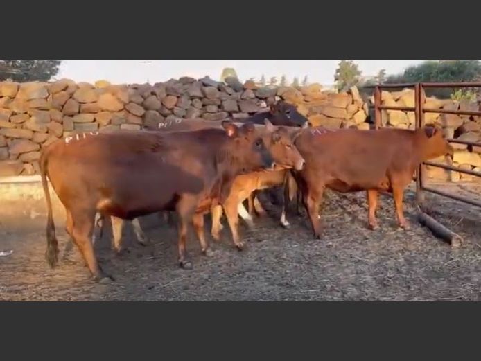 Heifers in Calf