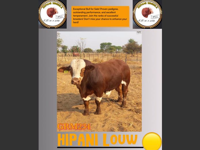 GRM234 | HIPANI SIMBRA