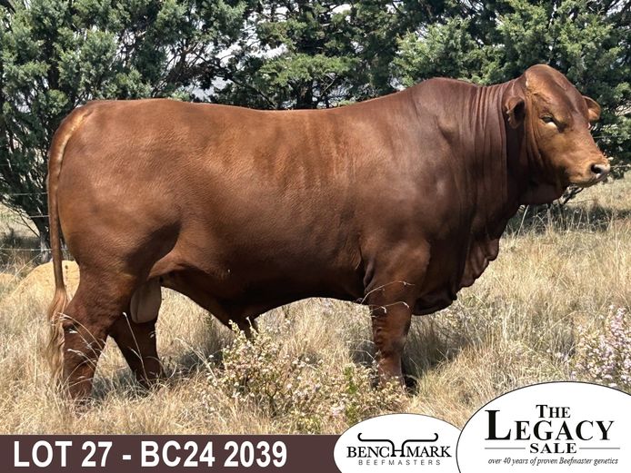BC242039 | NO 8 CATTLE CO (PTY) LTD