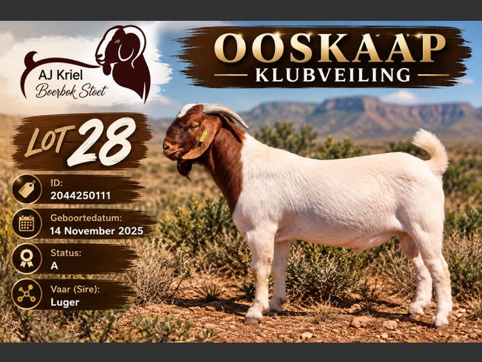 25-0111 | Grootvlak Boerbok