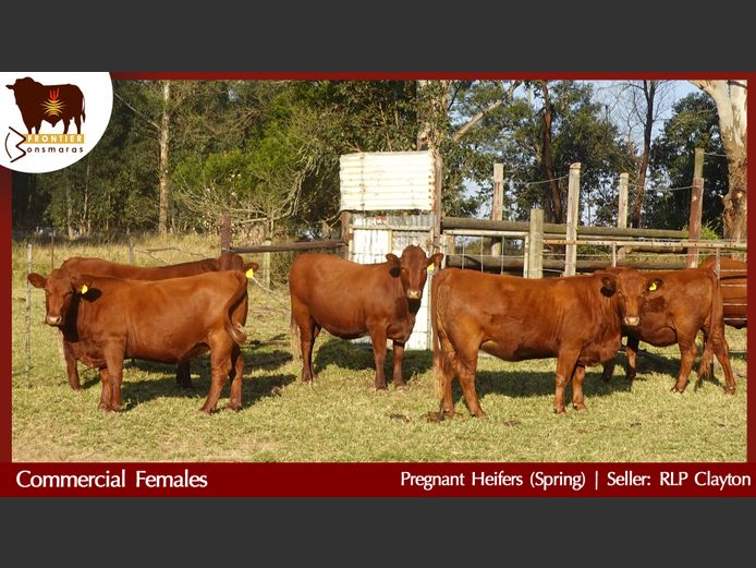 Commercial Animals | RLP Clayton