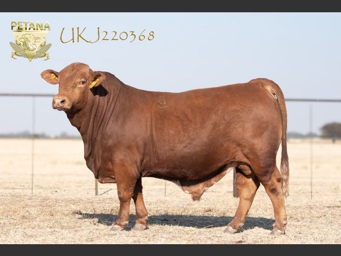 UKJ 220368