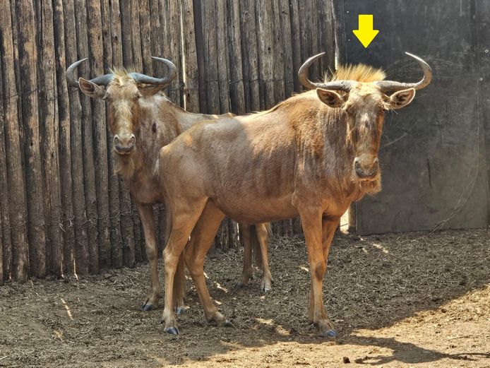GOLDEN GNU 25” | LUIPERDSKLOOF
SAFARIS