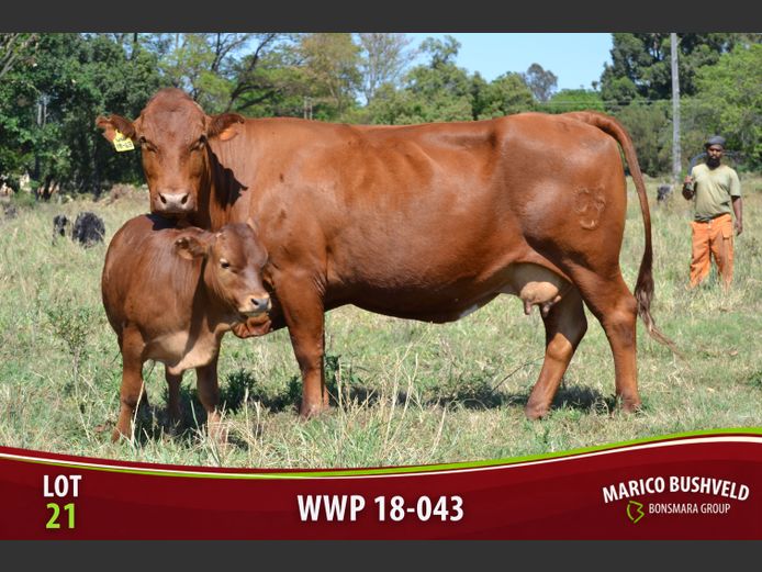 WWP180043 | SAUNDERS BONSMARAS 2