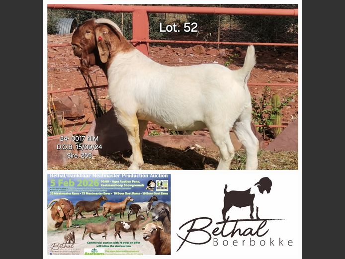 24-0017 NIM | BETHAL BOERBOKKE