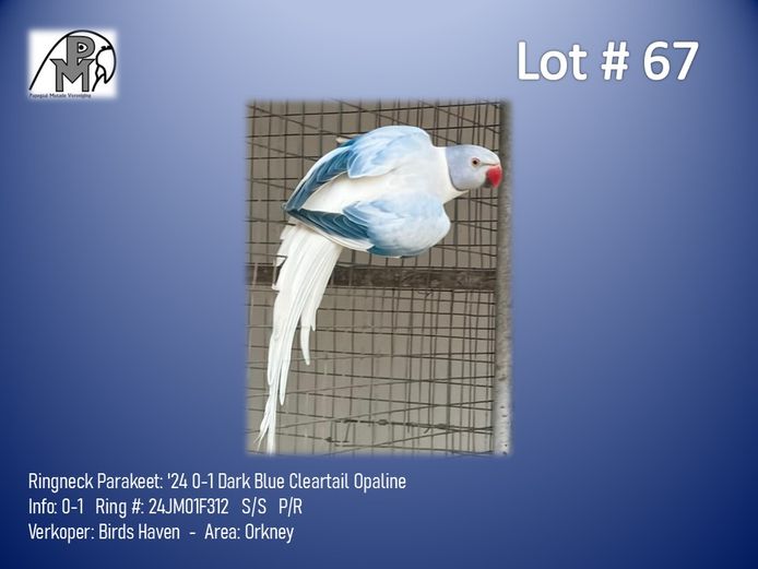 0-1 '24 Ringneck Parakeet: Dark Blue Cleartail Opaline - Birds Haven