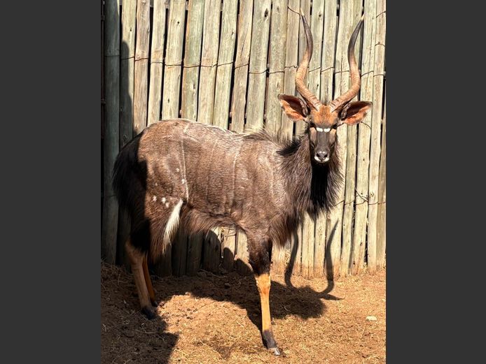 Nyala Bul